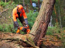 How Our Tree Care Process Works  in  Whitwell, TN