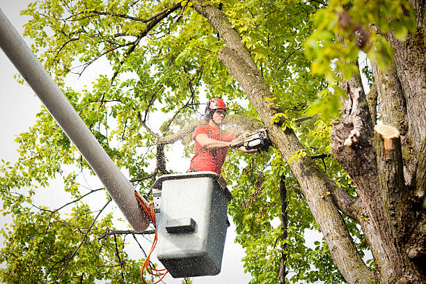 Best Tree Preservation Services  in Whitwell, TN